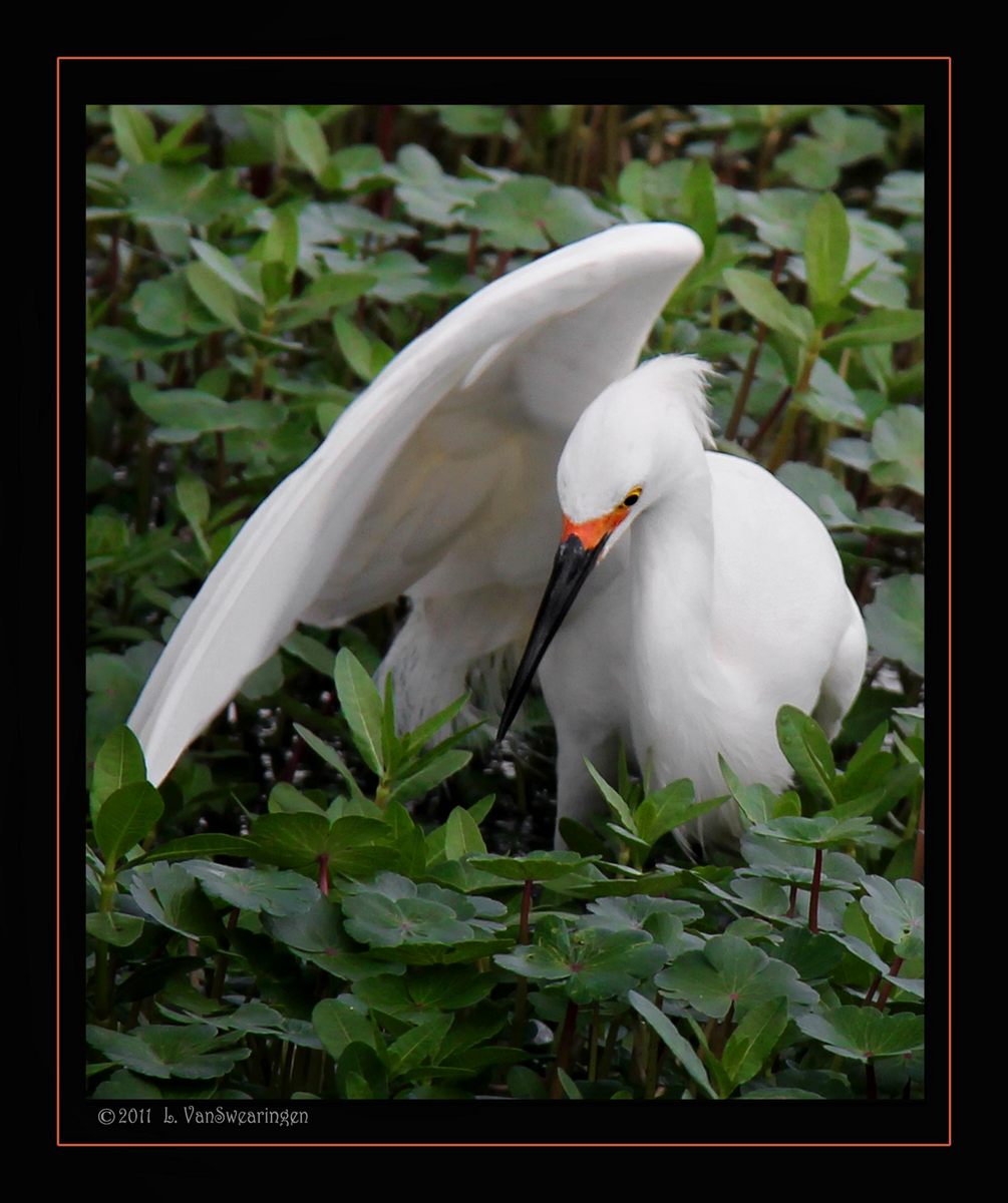 Nature's Umbrella