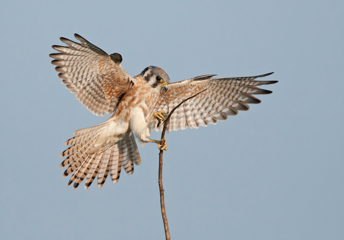 Kestrel w/dragonfly meal