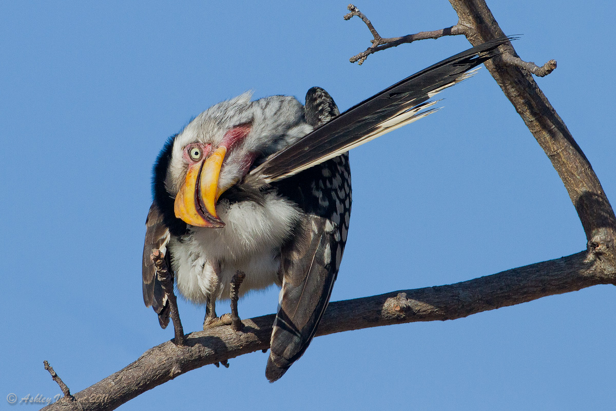 Yoga for Birds 101