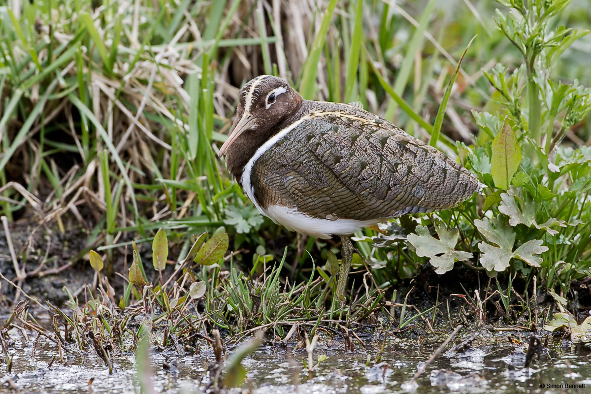 Australian Painted Snipe