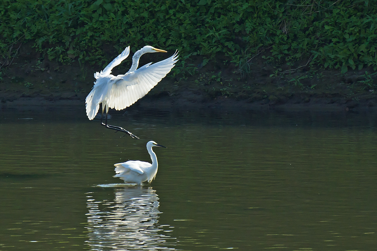 Great Egret Coming In