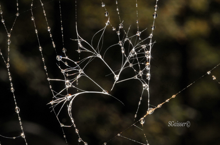 Spider Web Seed