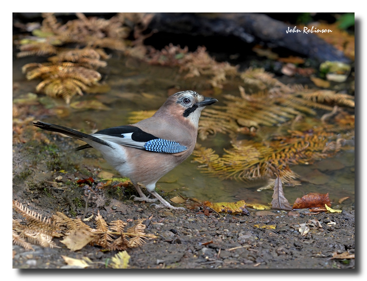 Jay