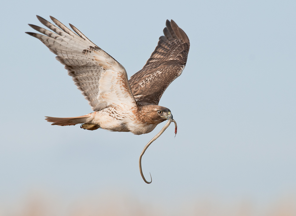 Red-Tail with Snake