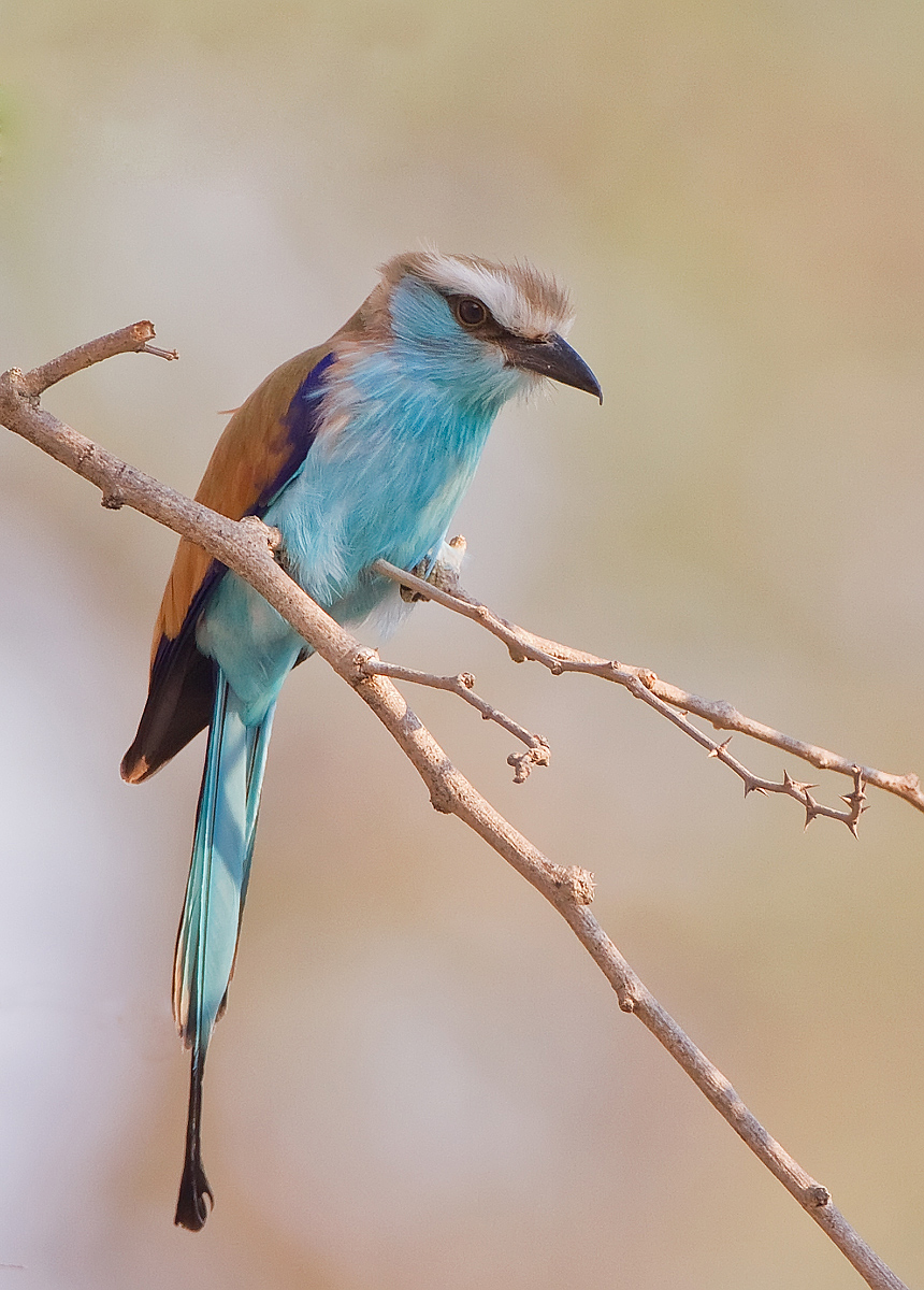Racquet-Tailed Roller