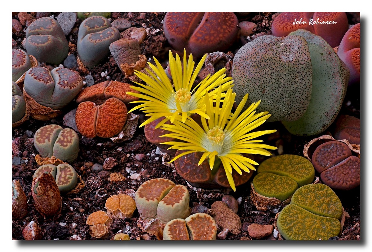 Lithops Spp. (C)