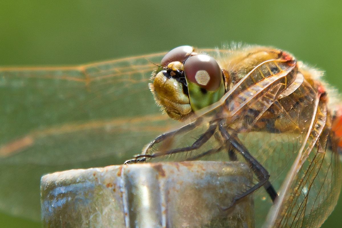 Red-tailed Dragonfly