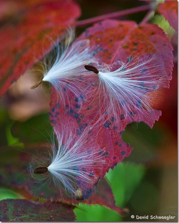 Milkweed Seeds