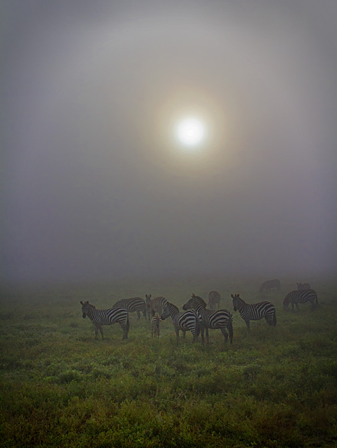 Zebras in the Mist