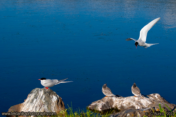 Tern Family
