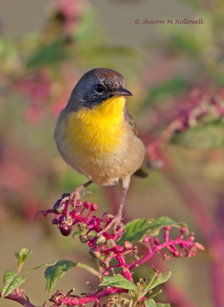 C. Yellowthroat Warbler