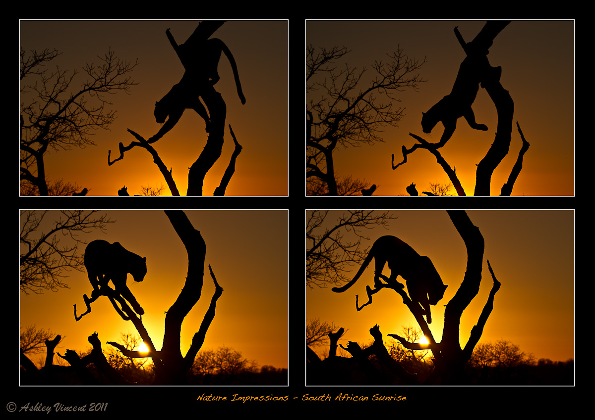 Leopard at Sunrise