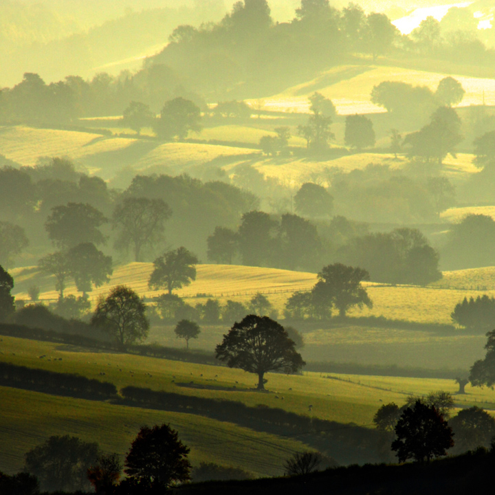 Shropshire Delight