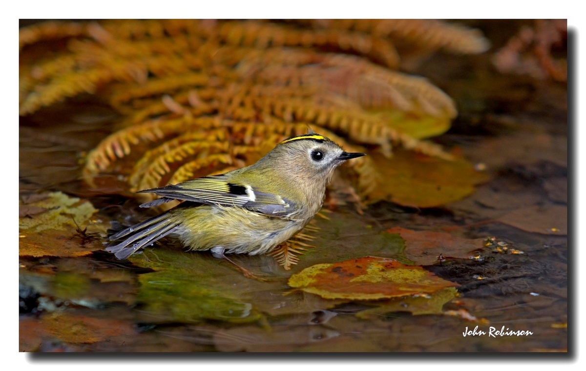 Goldcrest