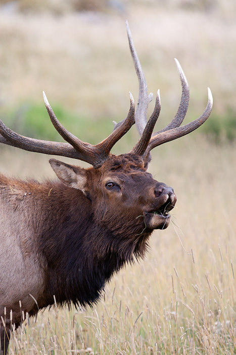 More Elk