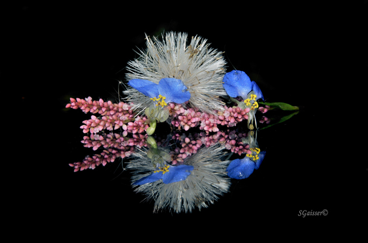 Autumn Blossoms