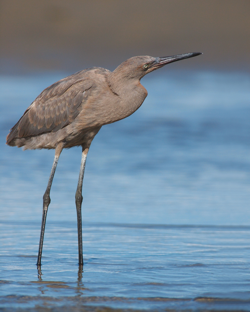Reddish Egret