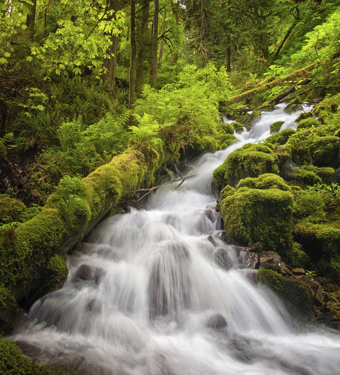 Wahkeena Creek #2
