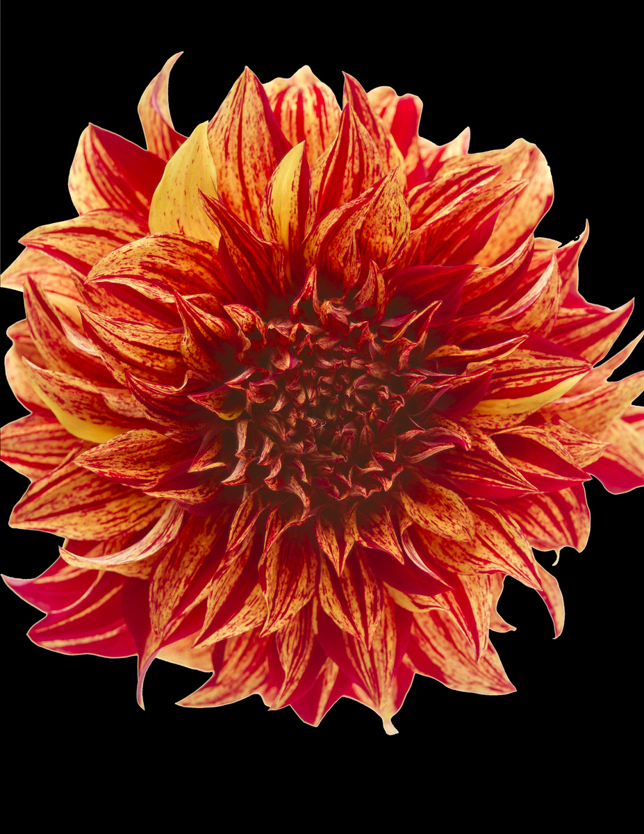 dahlia