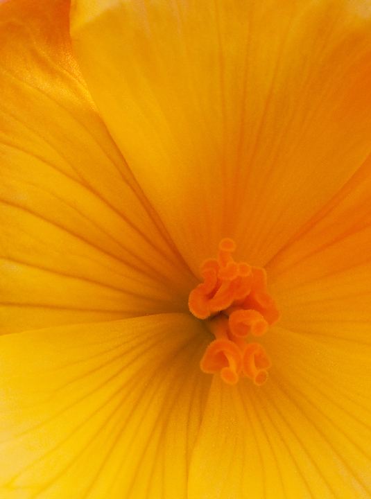 Begonia Macro