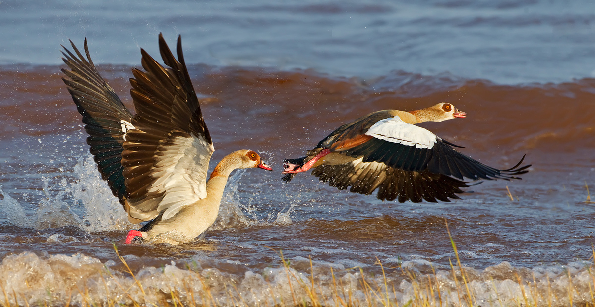 Egyptian Geese