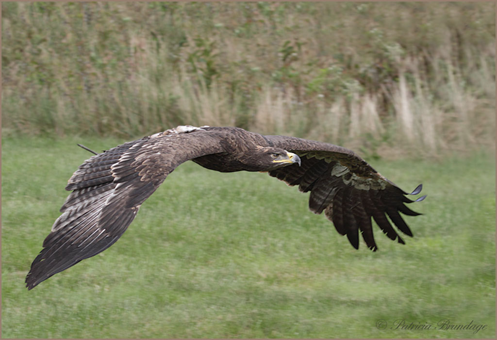 Steppe Eagle
