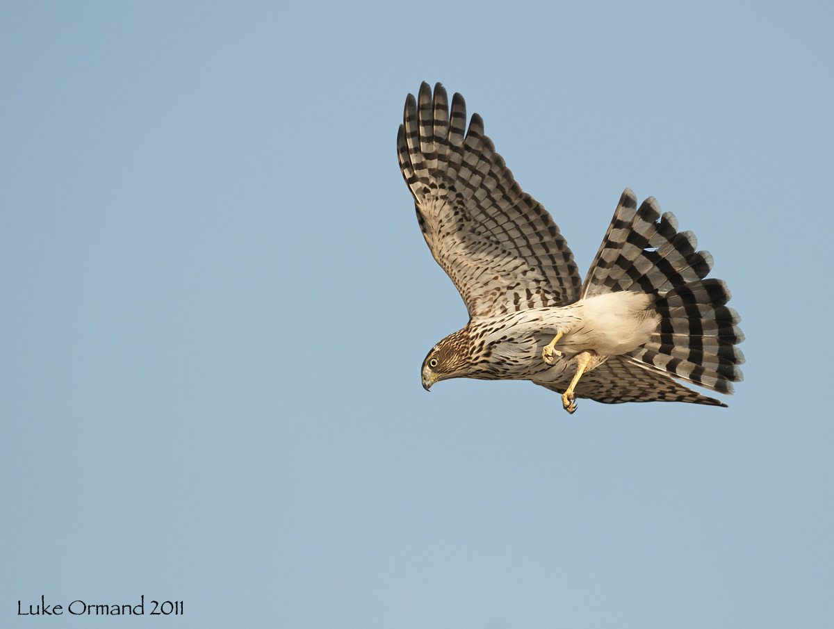 Cooper's Hawk