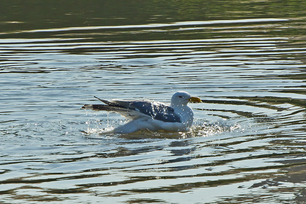 Black-tailed Gull Bathing