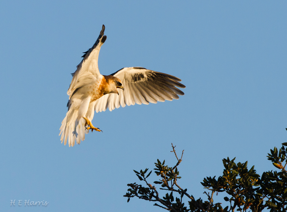 Young White-tailed Kite