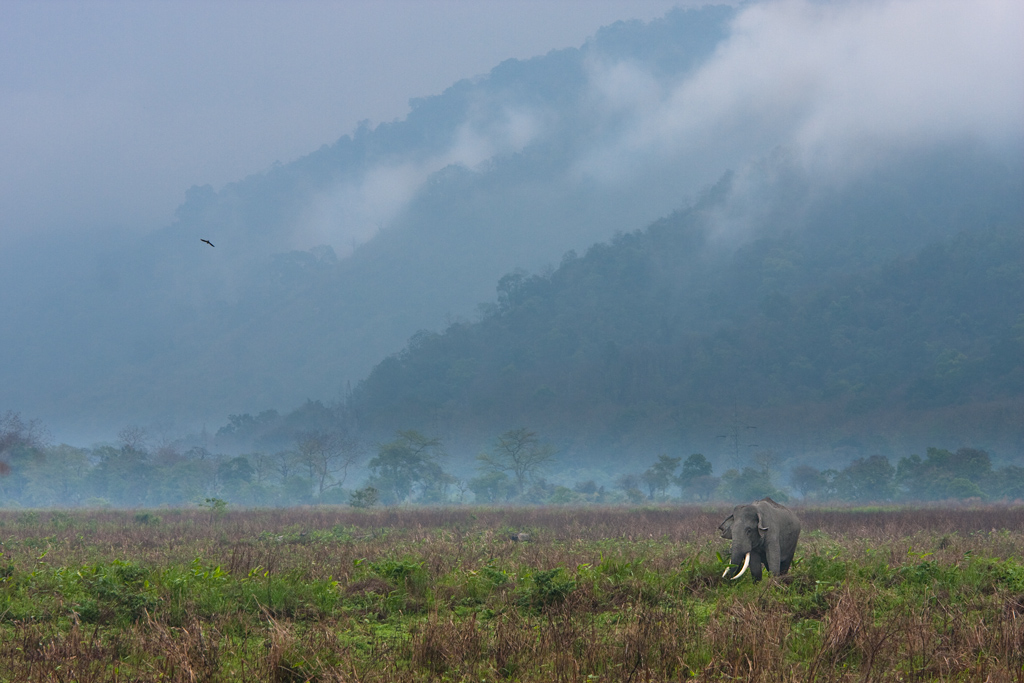 Elephantscape (repost)