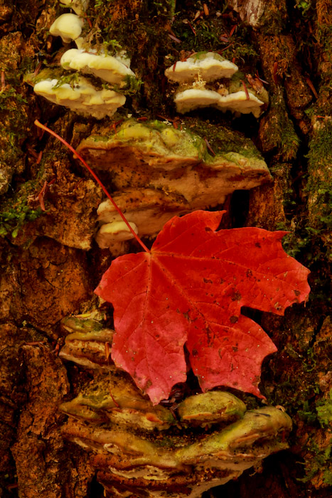Maple on fungus