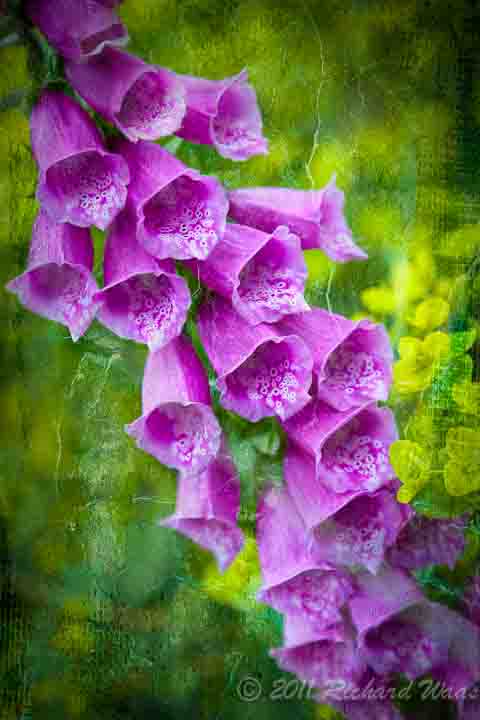 Purple Foxglove