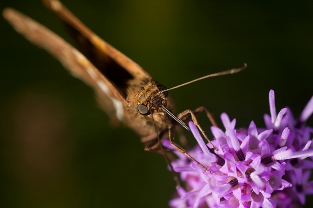Above the Flower