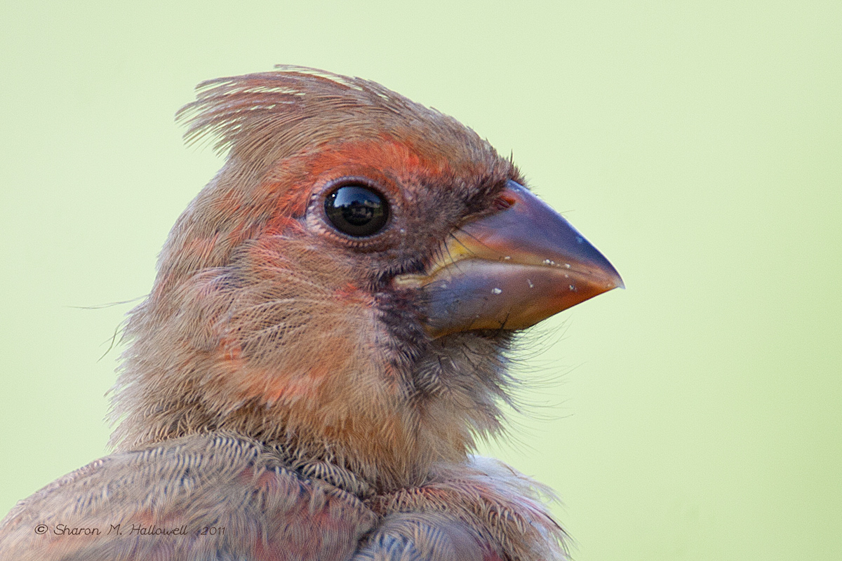 Cardinal Juvie Port