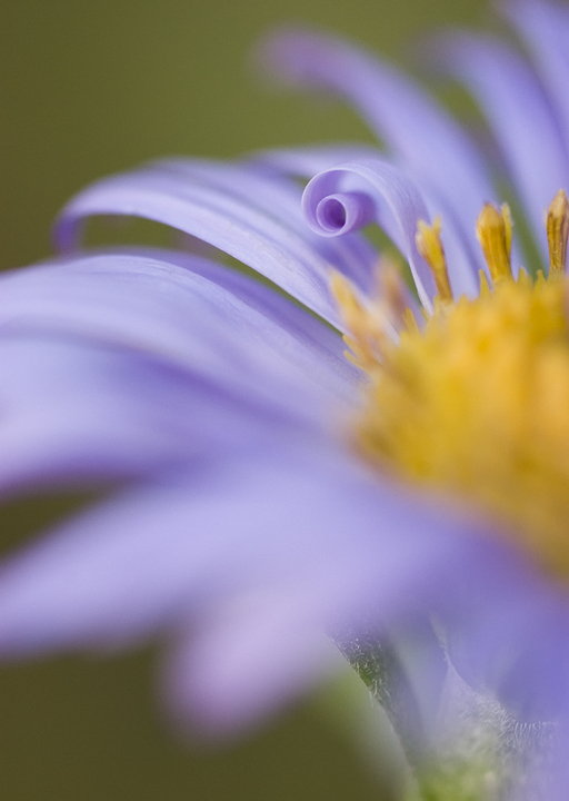 Iceberg Aster