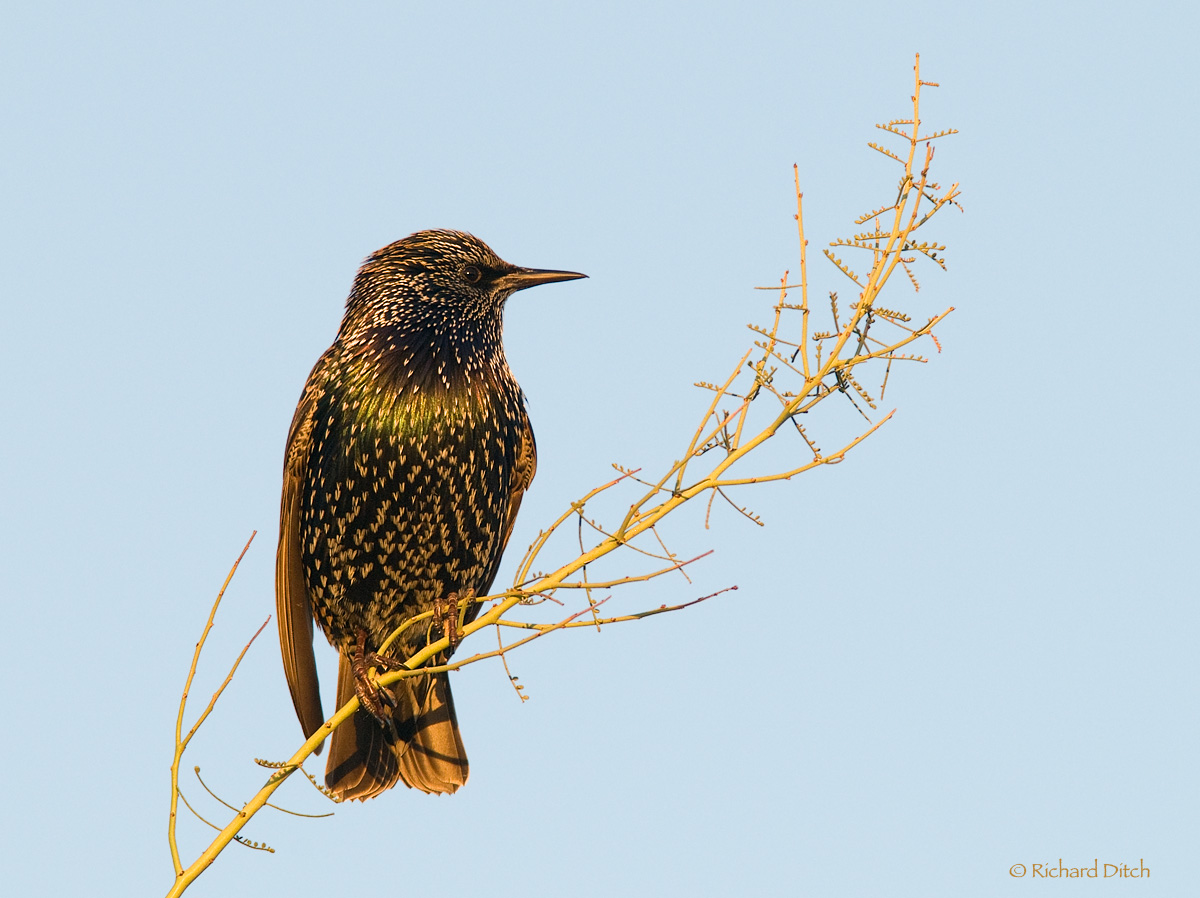 European Starling