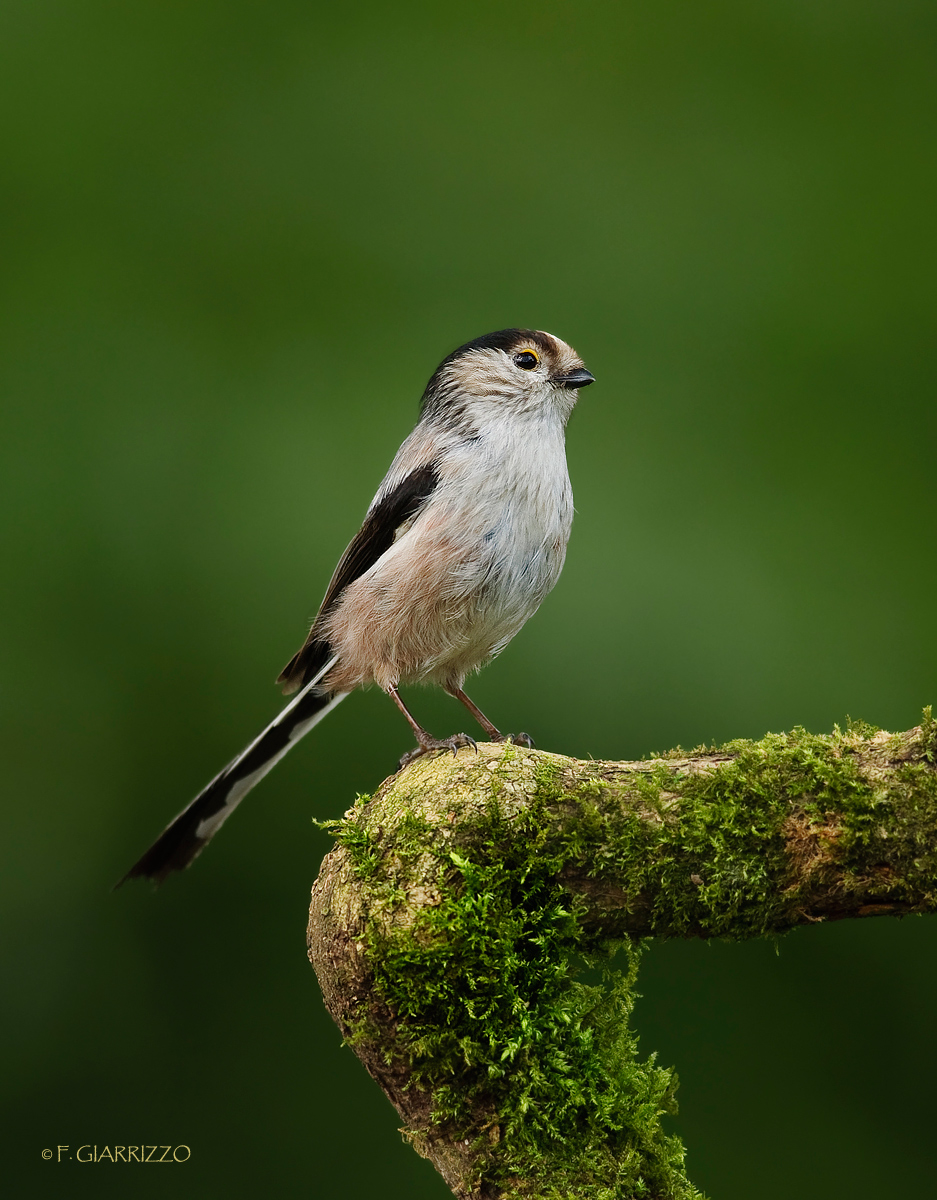 Long tailed tit