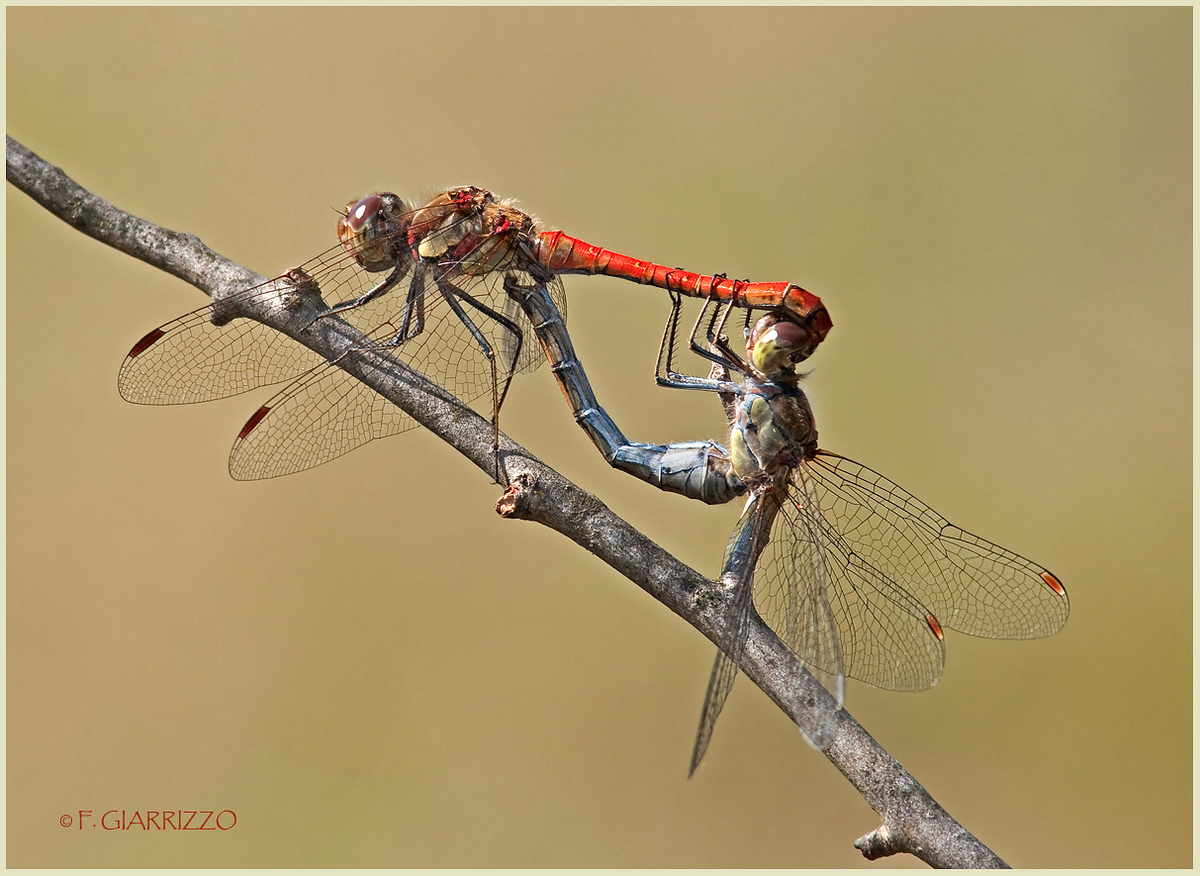 Mating dragonflies