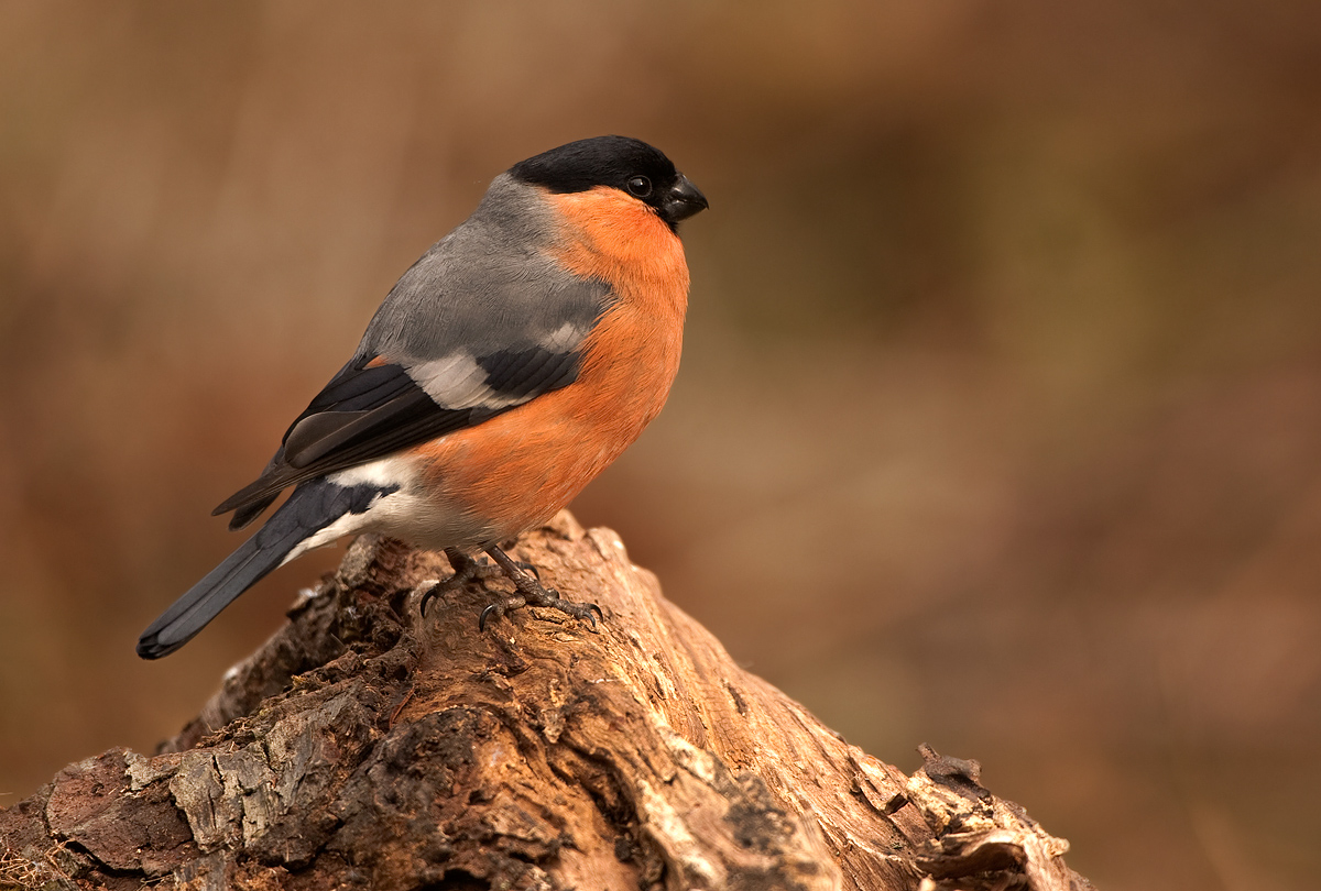 Male Bullfinch