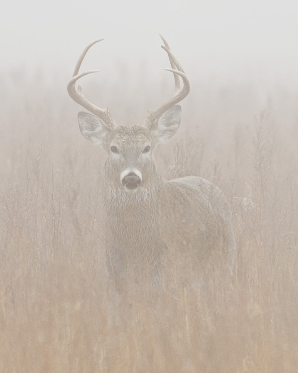 Buck in fog with repost
