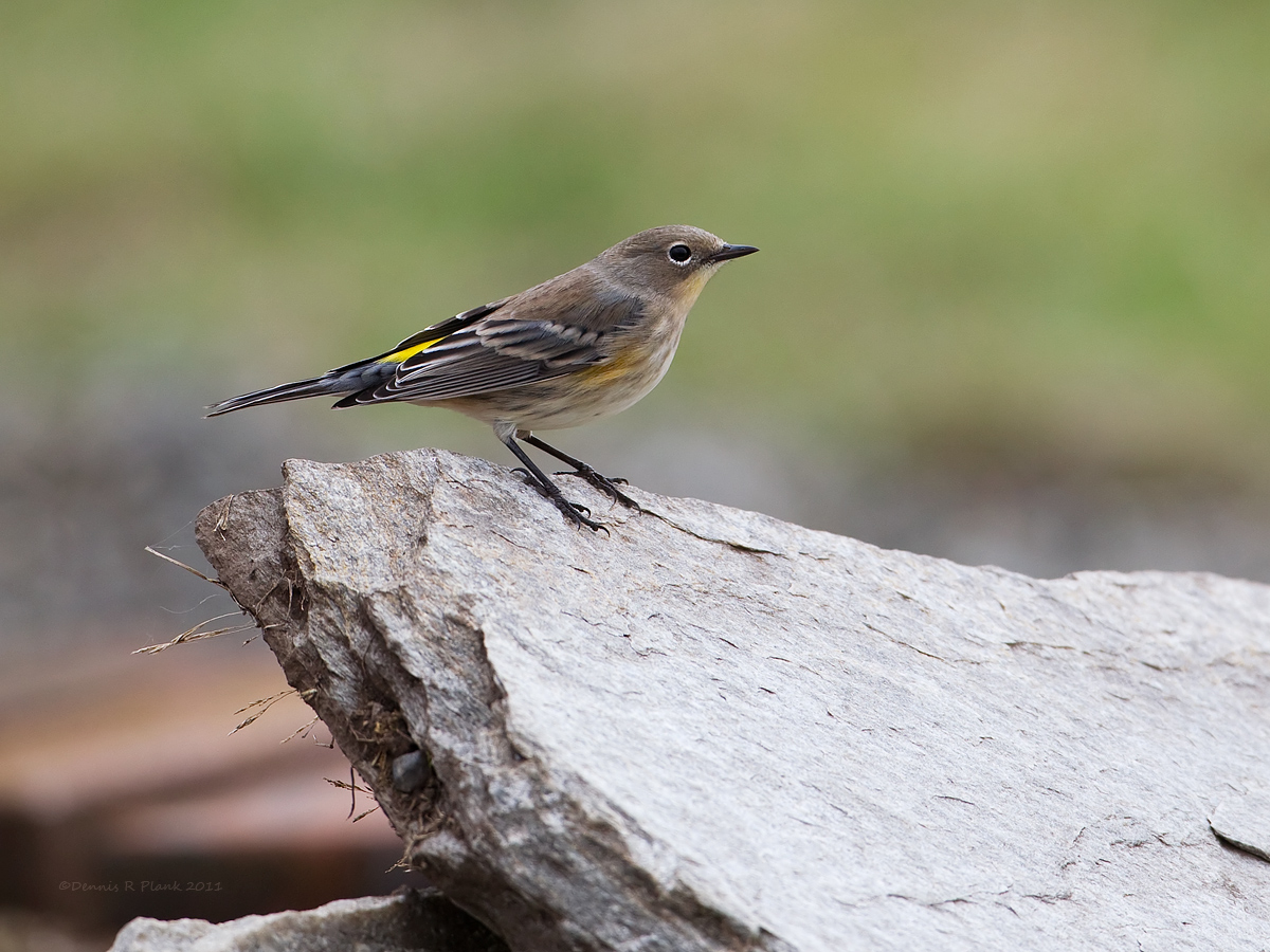 Yellow-Rumped Warbler