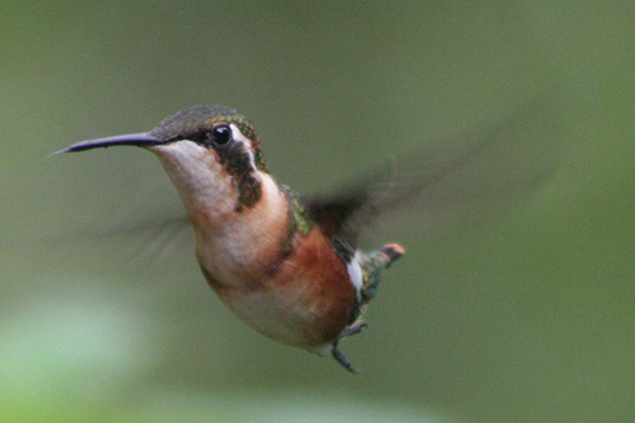 Hummingbird in Ecuador