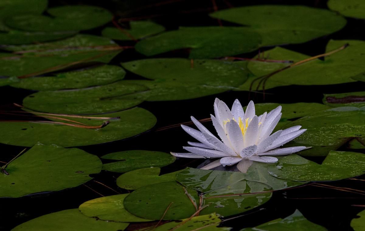 Waterlily in Rain