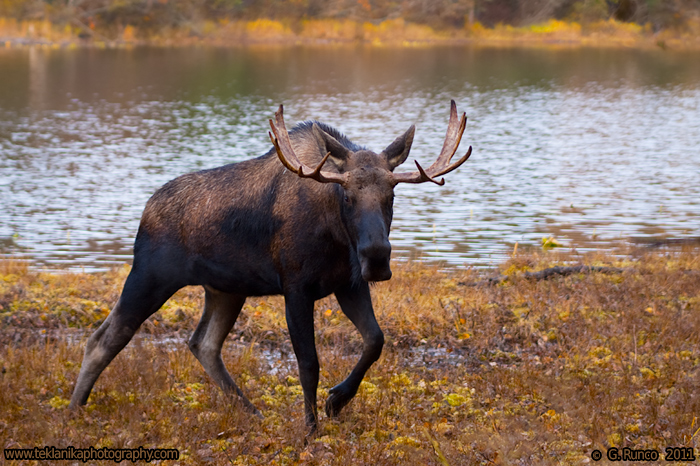 Lake Bull