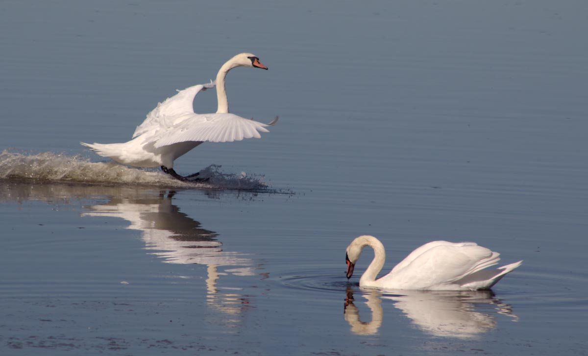 Mute Swans-Landing and Swimming
