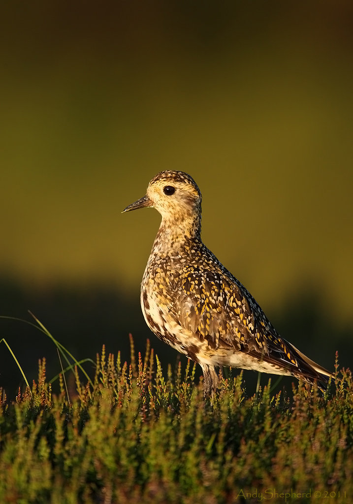 Golden Plover