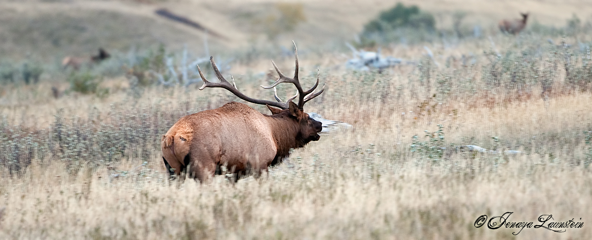 Pano Elk