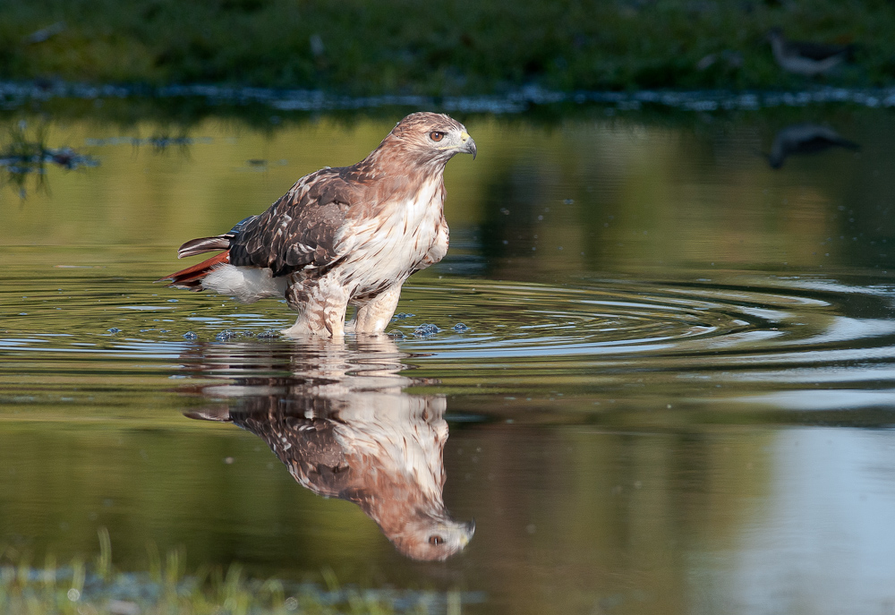Red-tailed Wading