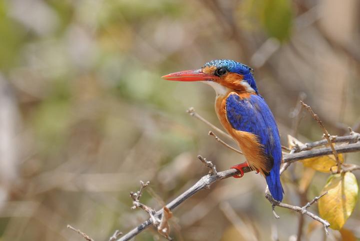 Malachite kingfisher