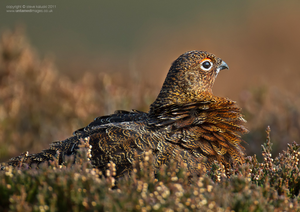 Ruffled feathers